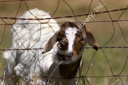A goat with it's head stuck in a fence near Johnson City, Texas.