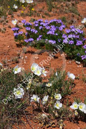 Wild flowers in the New Mexico desert.  Blue verbena and white Mexican poppies.