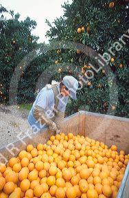 Harvesting an orange grove in Fresno, California.