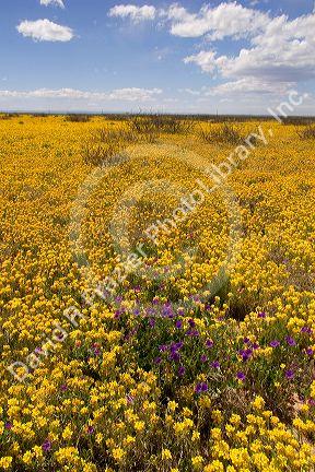 A field of yellow bladderpod and purple wild flowers near Artesia, New Mexico.