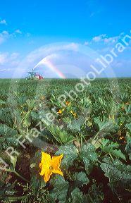 Yellow squash blossoms and plants being watered with irrigation pumps on trucks in the everglades near Homestead, Florida.
