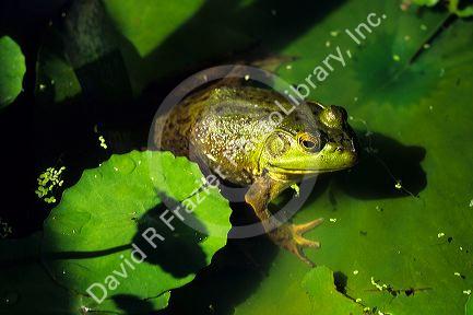 Bull Frog.