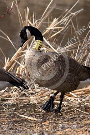 A canada goose with a tag around it's neck.