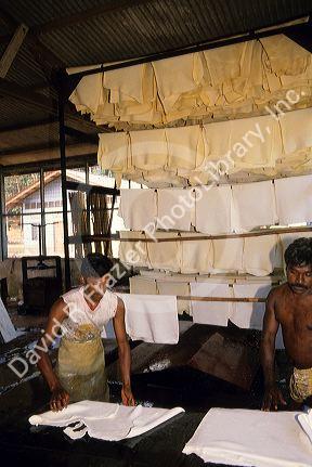 Processing raw latex in Malaysia.  Sheets of raw latex are draped on racks for curing after acid bath.