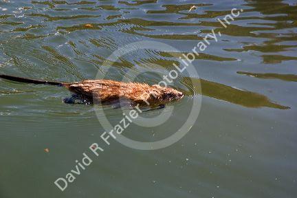 A muskrat swimming in a river in Idaho.