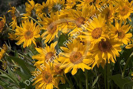 Mules ear wildflower in Idaho.