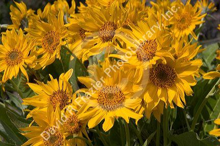 Mules ear wildflower in Idaho.