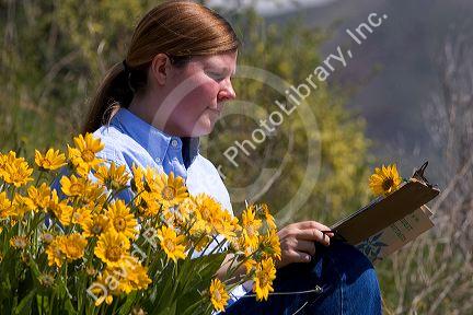 Woman examines yellow balsam root wildflower.