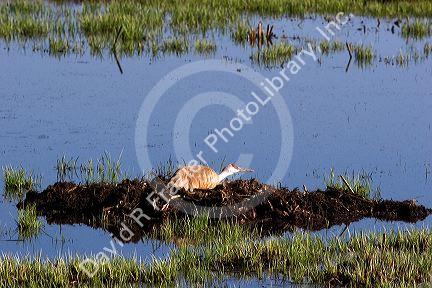 Sandhill crane nesting on the Camas Prairie of idaho.