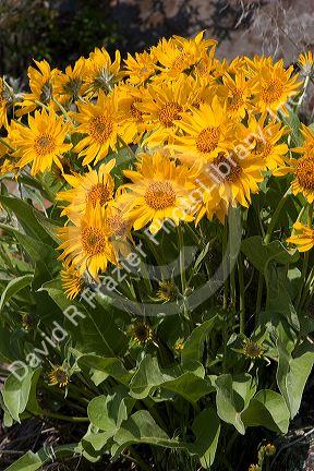 Mules ear wildflower in Idaho.