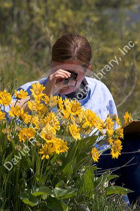 Woman examines yellow balsam root wildflower.