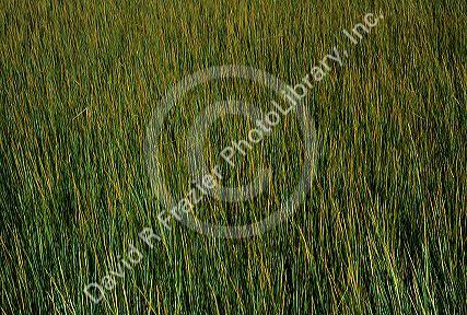 Sweet grass growing in a South Carolina swamp.