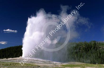 Old Faithful geyser in Yellowstone National Park, Wyoming.