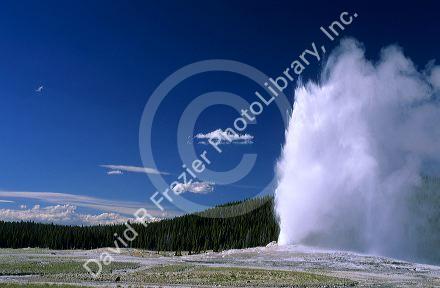 Old Faithful geyser in Yellowstone National Park, Wyoming.