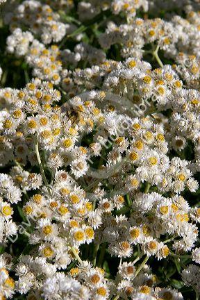 Wildflowers in Mt. Rainier National Park, Washington.