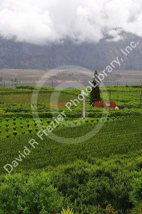 Orchards and low clouds in the Okanagan Valley south of Kelowna, British Columbia, Canada.