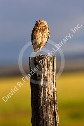 Burrowing owl on a fence post in Idaho.