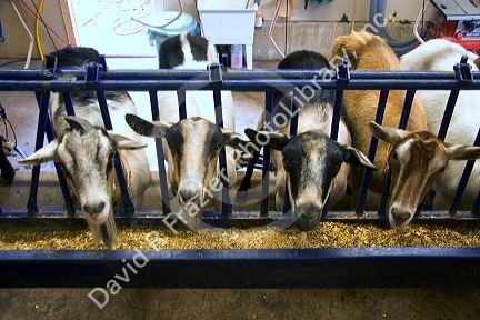 Milking goats at goat dairy near Kelowna, British Columbia, Canada.