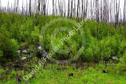 Okanagan National Forest 8 years after forest fire showing standing dead trees and new growth in British Columbia, Canada.