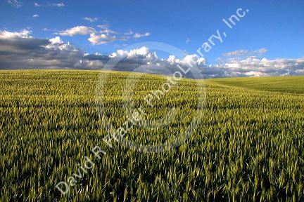 A field of barley grain in the Fremont/Teton county area of eastern Idaho.