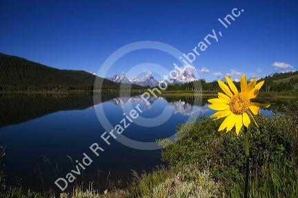 Teton National Park along the Snake River, Wyoming.  Yellow balsam root flower in foreground.