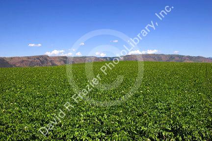 Potato field in bloom near Idaho Falls, Idaho.