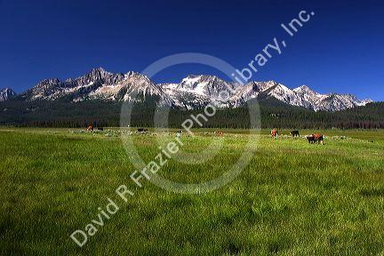 Cattle graze in the Stanley Basin, Idaho.
