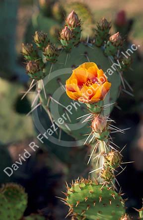Prickly pear cactus blossom in Arizona.