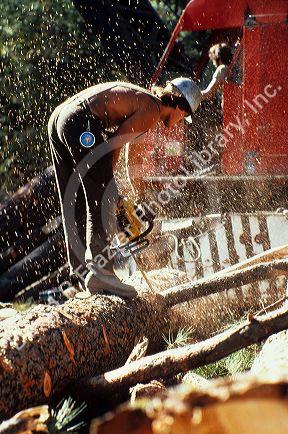 A logger at work with a chainsaw in the Boise National Forest.