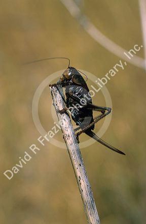 Female Mormon cricket with ovapositer.