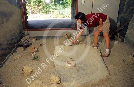 A zookeeper feeds fennic foxes at a zoo in Boise, Idaho.