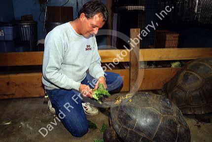 A zookeeper feeds lettuce to a tortise at the zoo in Boise, Idaho.