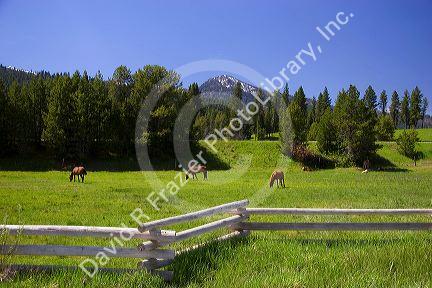 Horses graze in a meadow near Cascade, Idaho.