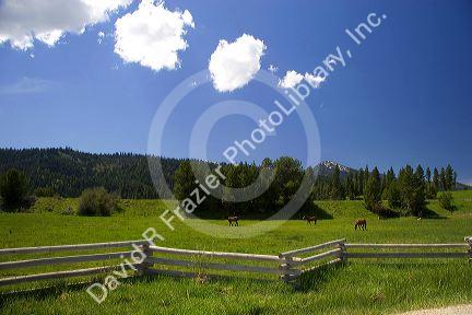 Horses graze in a meadow near Cascade, Idaho.