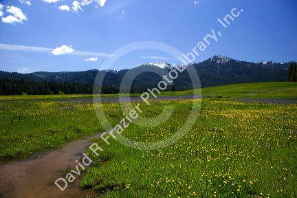 Mountain meadow of wildflowers near Cascade, Idaho. 