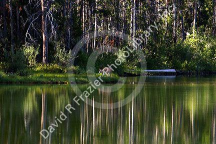 A deer on the banks of Pettit Lake in the Stanley Basin, Idaho.