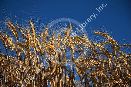 Ripe wheat ready to harvest in Eastern Oregon.