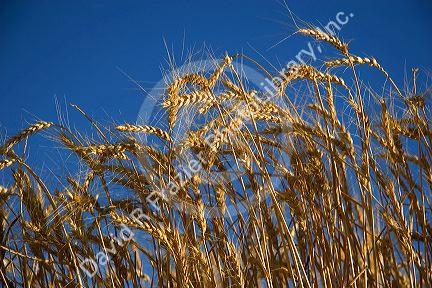 Ripe wheat ready for harvest in Eastern Oregon.