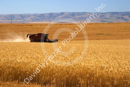 Wheat harvest near Pendleton, Oregon.