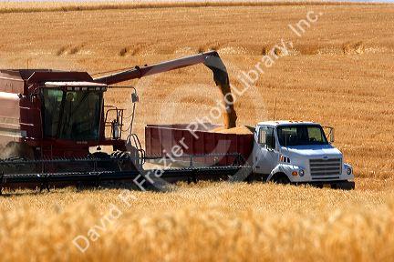Wheat harvest near Pendleton, Oregon.