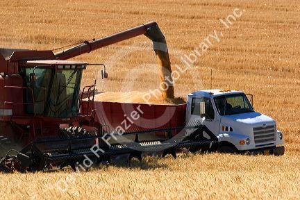 Wheat harvest near Pendleton, Oregon.