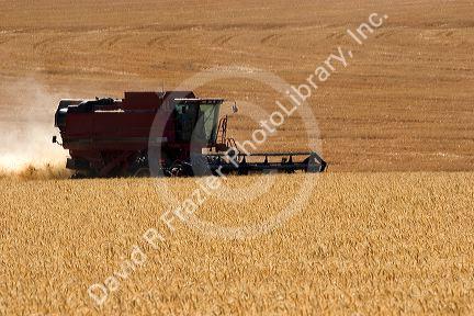 Wheat harvest near Pendleton, Oregon.