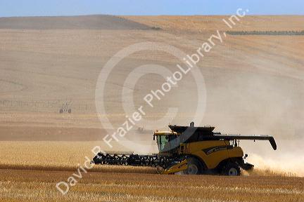 Wheat harvest near Pendleton, Oregon.