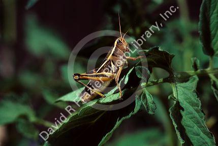 A grasshopper munches on a tomato plant.
