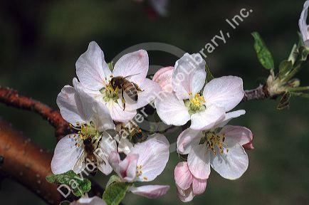 Honey bees on apple blossoms.
