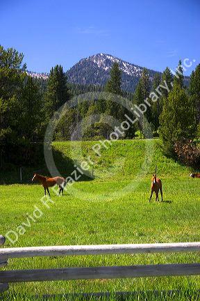 Horses graze in a meadow near Cascade, Idaho.