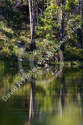 A deer on the banks of Pettit Lake in the Stanley Basin, Idaho.