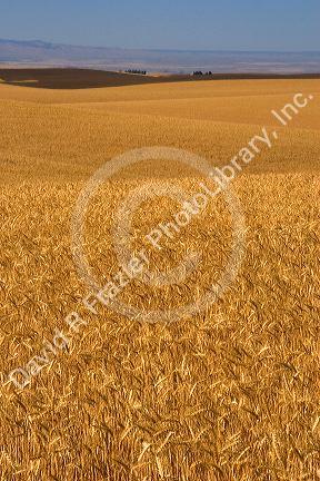 Ripe wheat ready for harvest near Pendleton, Oregon.