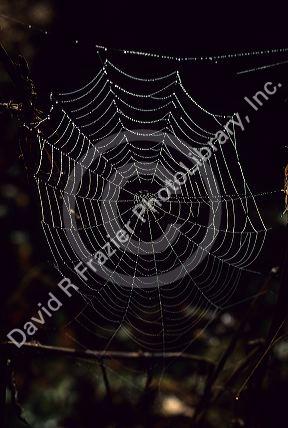 Spider web.