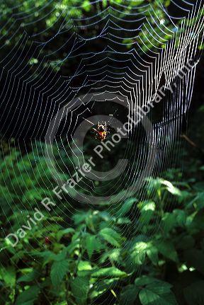Spider in the middle of a web.